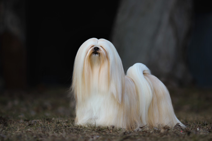 Lhasa Apso, foto. Shutterstock