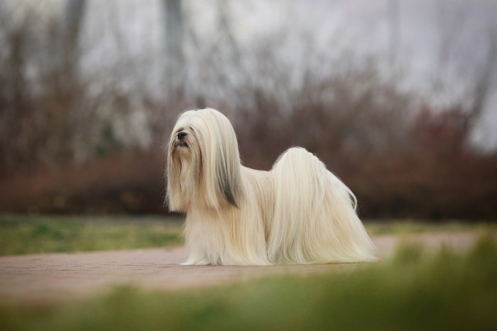 Lhasa Apso, foto: Shutterstock