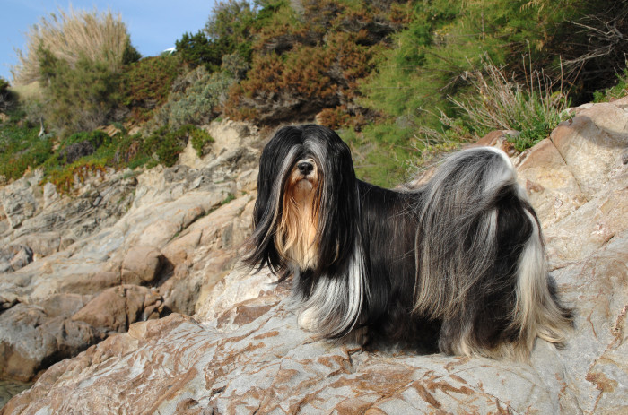 Lhasa Apso, foto: Shutterstock
