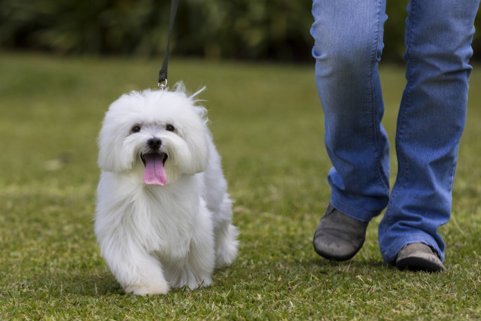 Maltézský psík, foto: Shutterstock