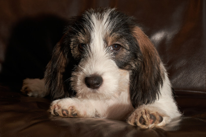 Malý hrubosrstý vendéeský baset, foto: Shutterstock