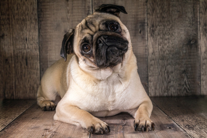 Mops, foto: Shutterstock