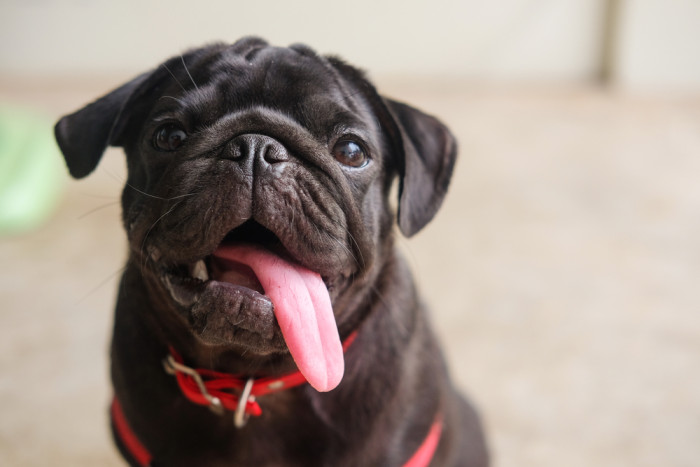 Mops, foto: Shutterstock