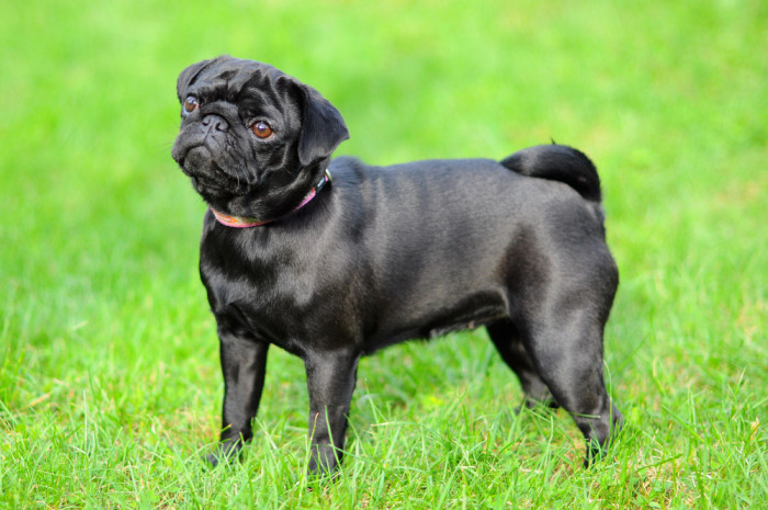 Mops ve vzácnějším černém zbarvení. Foto: Shutterstock