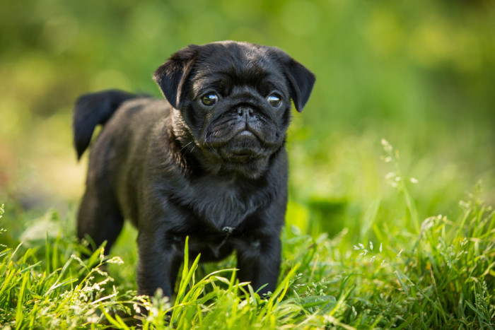 Dospívající mops ve vzácnějším černém zbarvení. Foto: Shutterstock