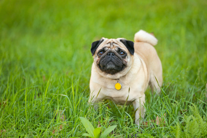 Mops, foto: Shutterstock