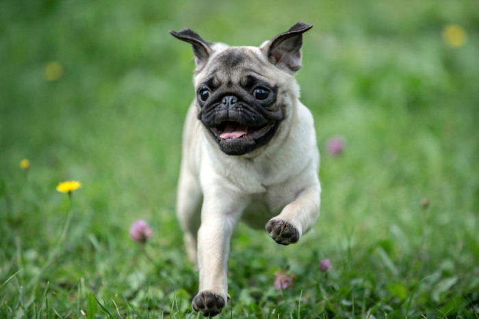 Mops, foto: Shutterstock