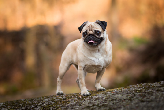 Mops, foto: Shutterstock