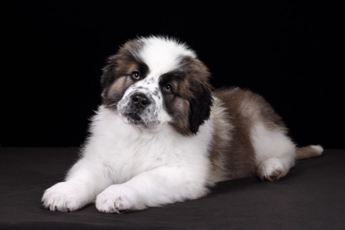 Moskevský strážní pes, štěně. Foto: Shutterstock