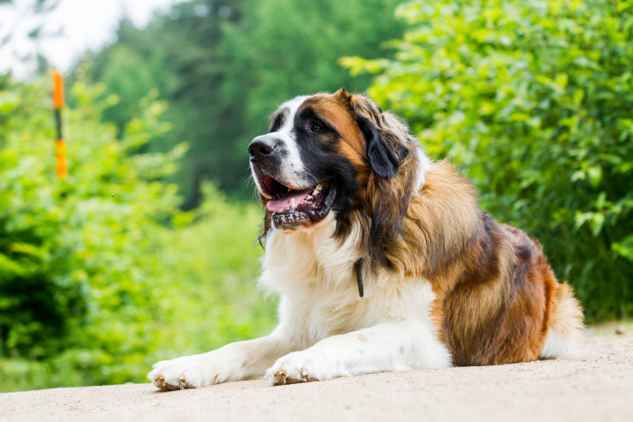 Moskevský strážní pes, foto: Shutterstock