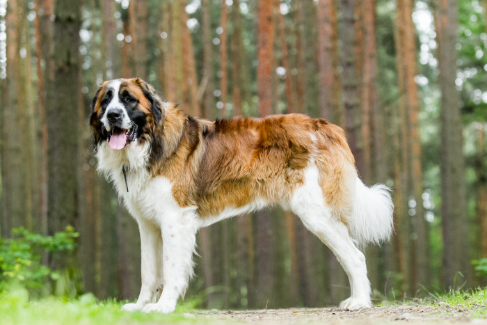 Moskevský strážní pes, foto: Shutterstock