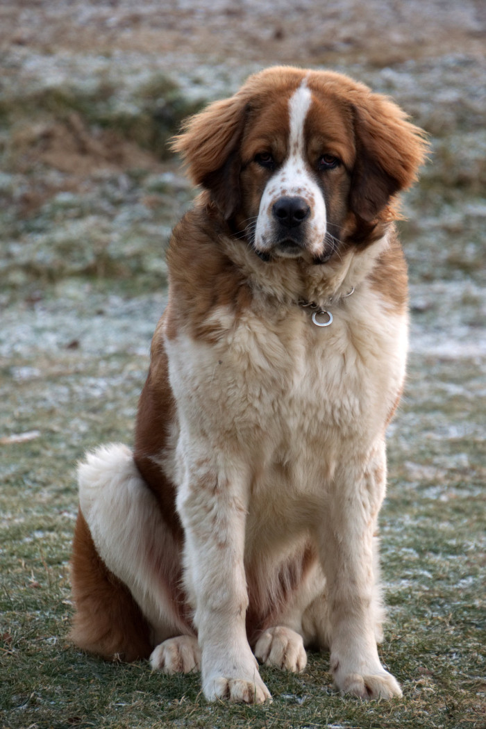 Moskevský strážní pes, foto: Shutterstock