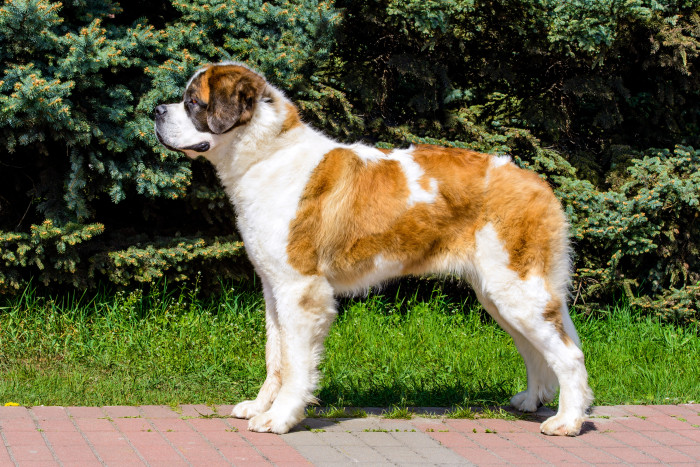 Moskevský strážní pes, foto: Shutterstock