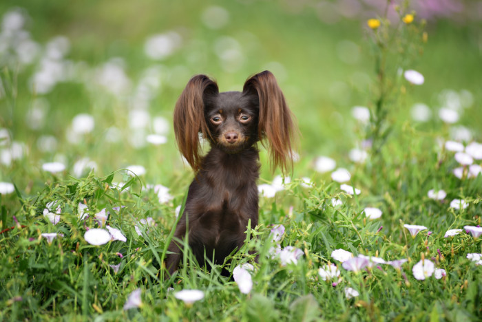 Ruský toy, foto: Shutterstock
