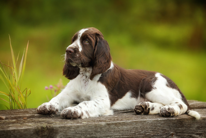 Anglický špringršpaněl, foto: Shutterstock