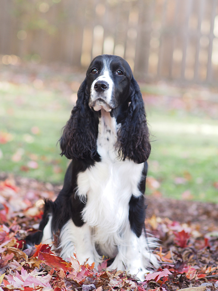 Anglický špringršpaněl, foto: Shutterstock