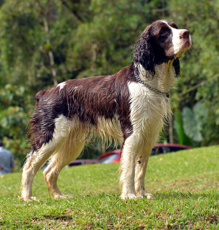Anglický špringršpaněl, foto: Shutterstock