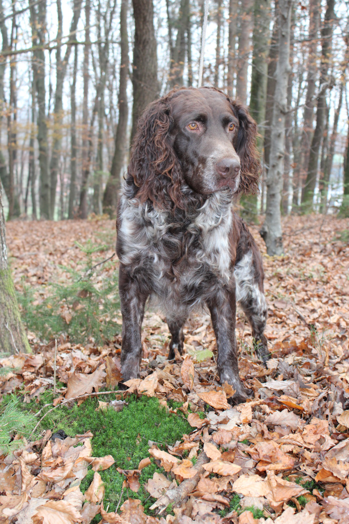Německý křepelák, foto: Shutterstock