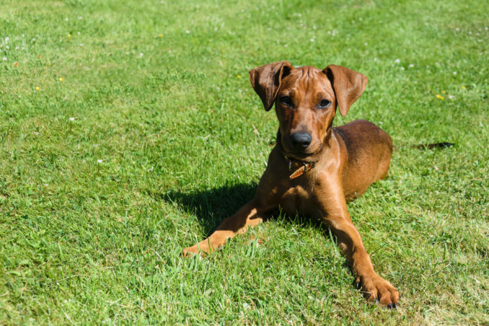 Německý pinč, foto: Shutterstock