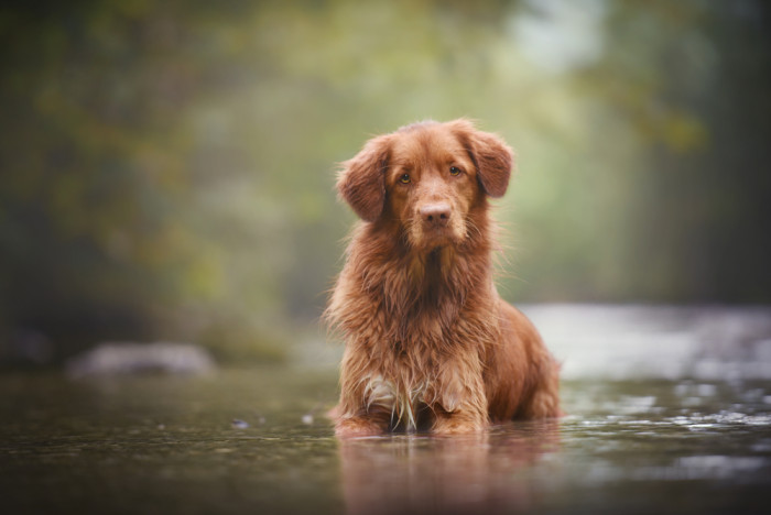 Nova Scotia duck tolling retrívr, foto: Shutterstock