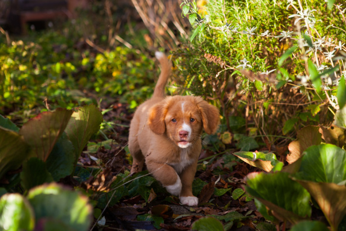 Nova Scotia duck tolling retrívr, štěně. Foto: Shutterstock