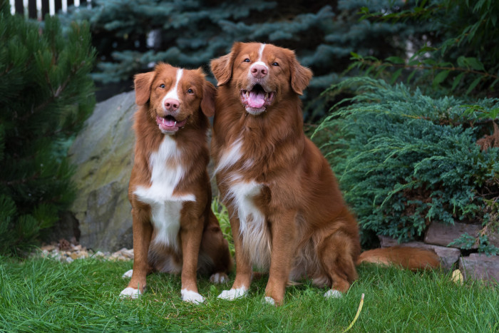 Nova Scotia duck tolling retrívři, foto: Shutterstock