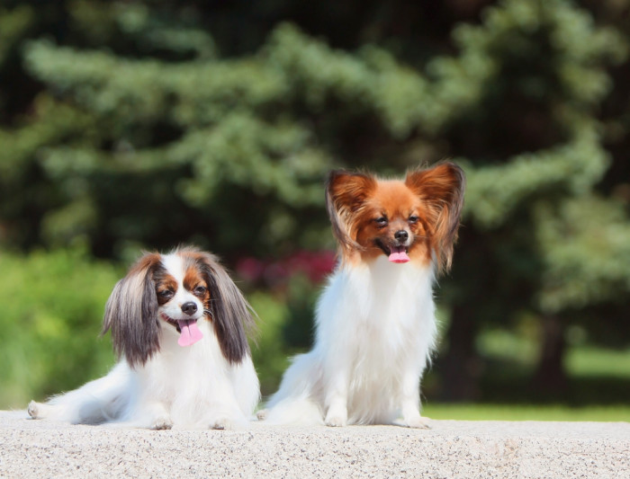 Malý kontinentální španěl - Phalene (uši dolů) a známější Papillon (uši nahoru). Foto: Shutterstock