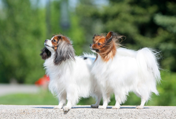 Malý kontinentální španěl - Phalene (uši dolů) a známější Papillon (uši nahoru). Foto: Shutterstock