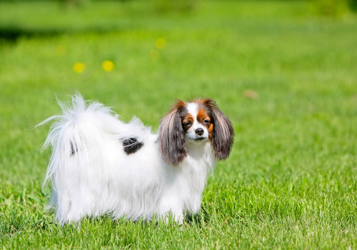 Phalene, foto: Shutterstock