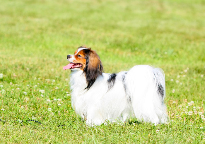 Phalene, foto: Shutterstock