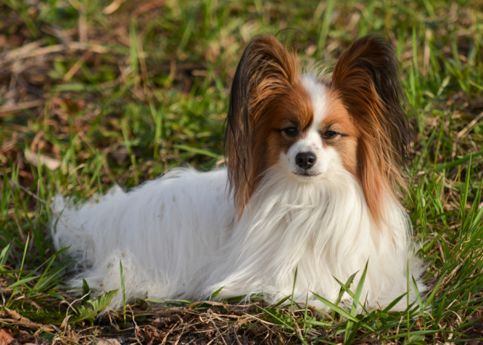 Papillon, foto: Shutterstock