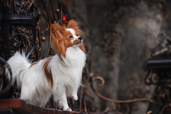 Papillon, foto: Shutterstock