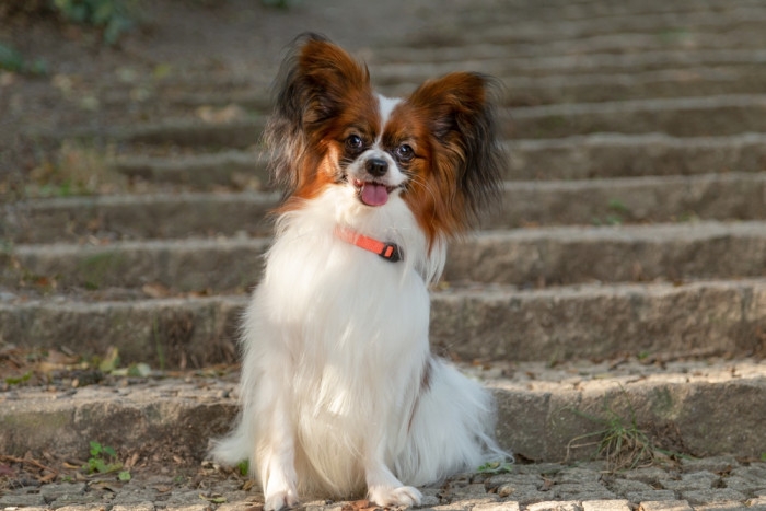 Papillon, foto: Shutterstock