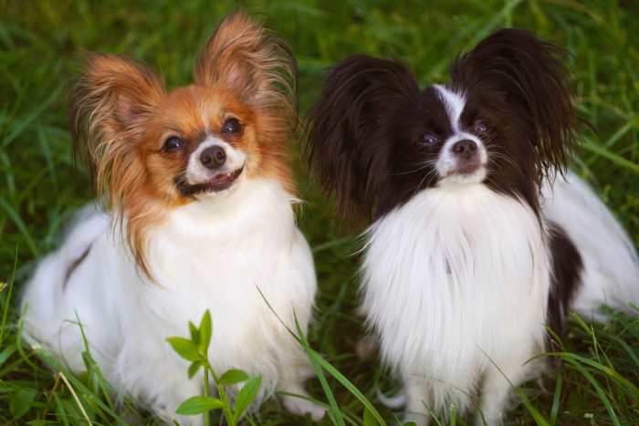 Papilloni, foto: Shutterstock