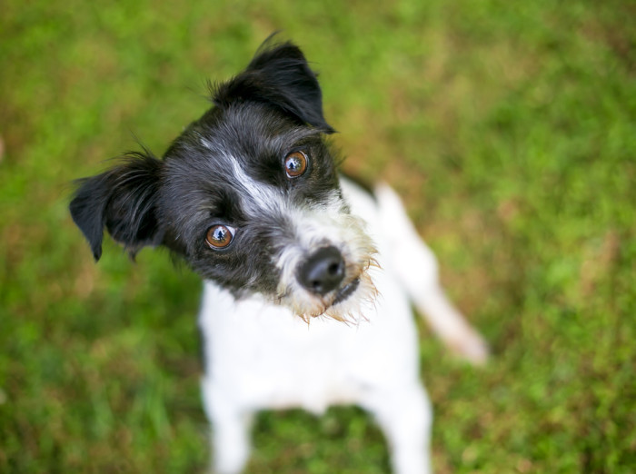 Parson Russell teriér, foto: Shutterstock