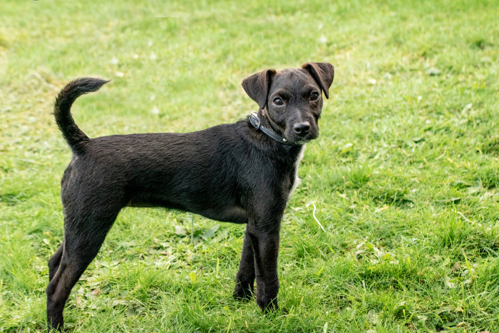 Patterdale teriér, foto: Shutterstock