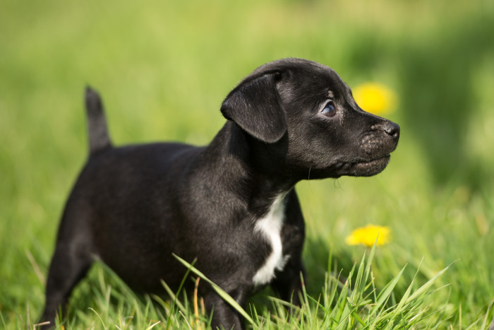 Patterdale teriér, štěně, foto: Shutterstock