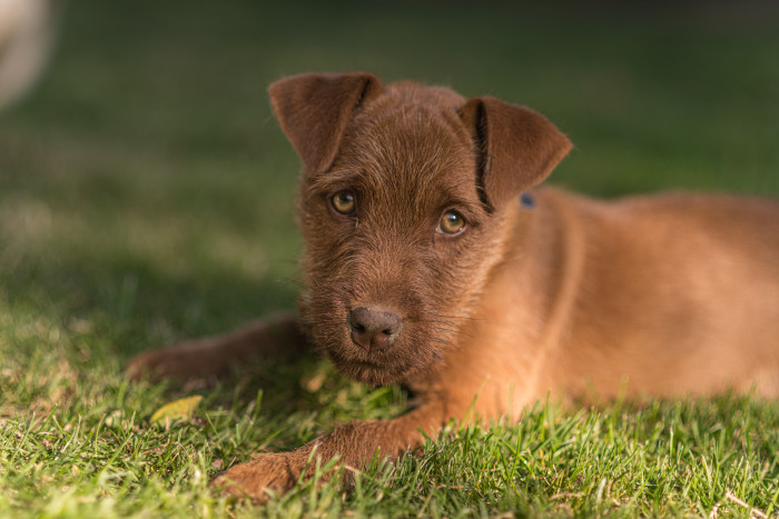 Patterdale teriér, foto: Shutterstock