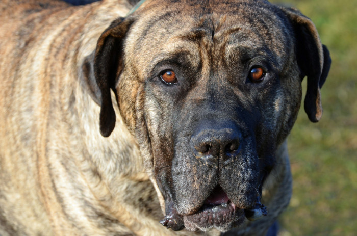 Perro de Presa Canario, foto: Shutterstock