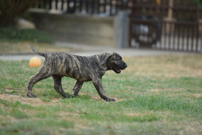 Perro de Presa Canario, štěně, foto: Shutterstock