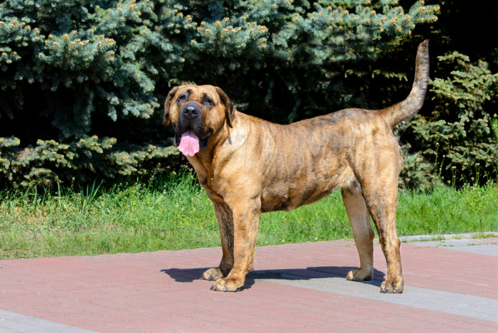 Perro de Presa Canario, foto: Shutterstock
