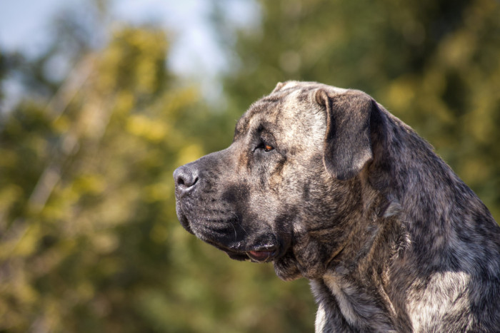 Perro de Presa Canario, foto: Shutterstock