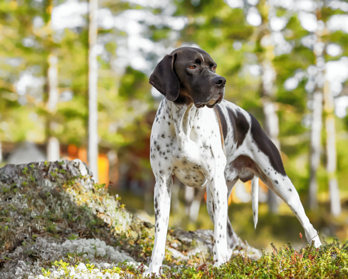 Pointer, foto: Shutterstock