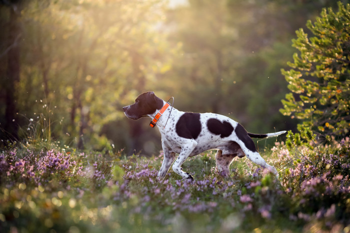 Pointer, foto: Shutterstock
