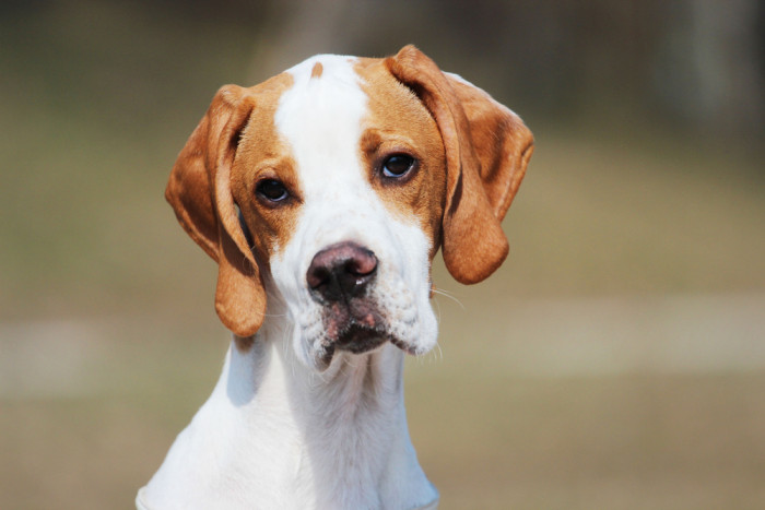 Pointer, foto: Shutterstock