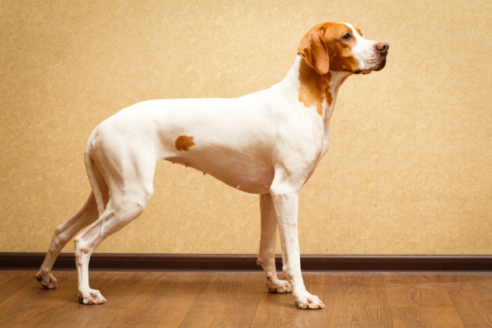 Pointer, foto: Shutterstock