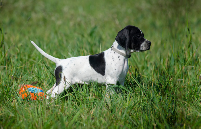 Pointer, štěně, foto: Shutterstock