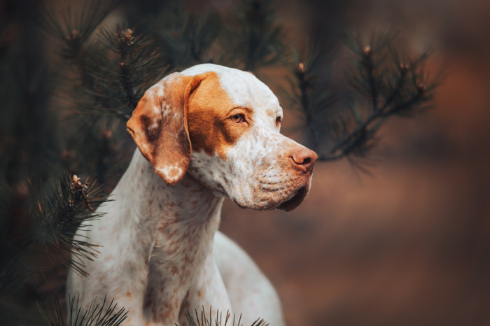 Pointer, foto: Shutterstock