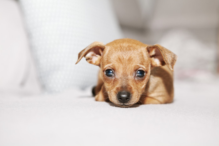 Štěně pražského krysaříka, foto: Shutterstock