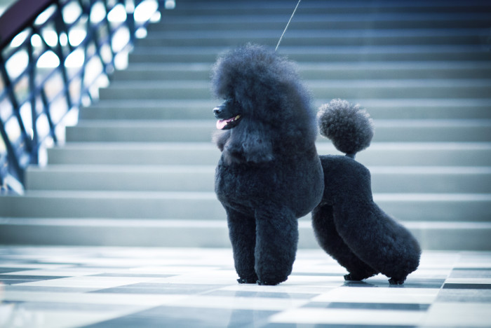 Pudl střední, foto: Shutterstock